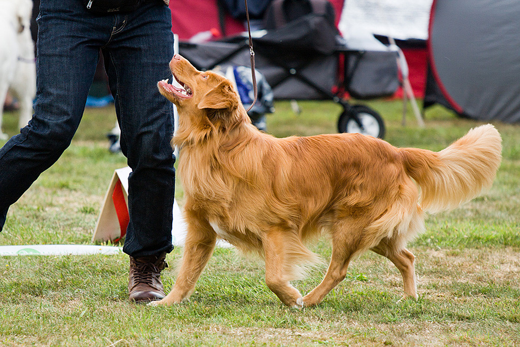 Edison stoppt das Laufen an Stephans Seite und schaut dabei zu ihm hoch