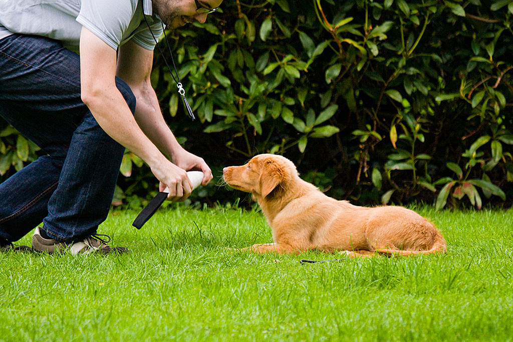 Ich halte Edison das Spielzeug vor die Nase und mache es ihm schmackhaft