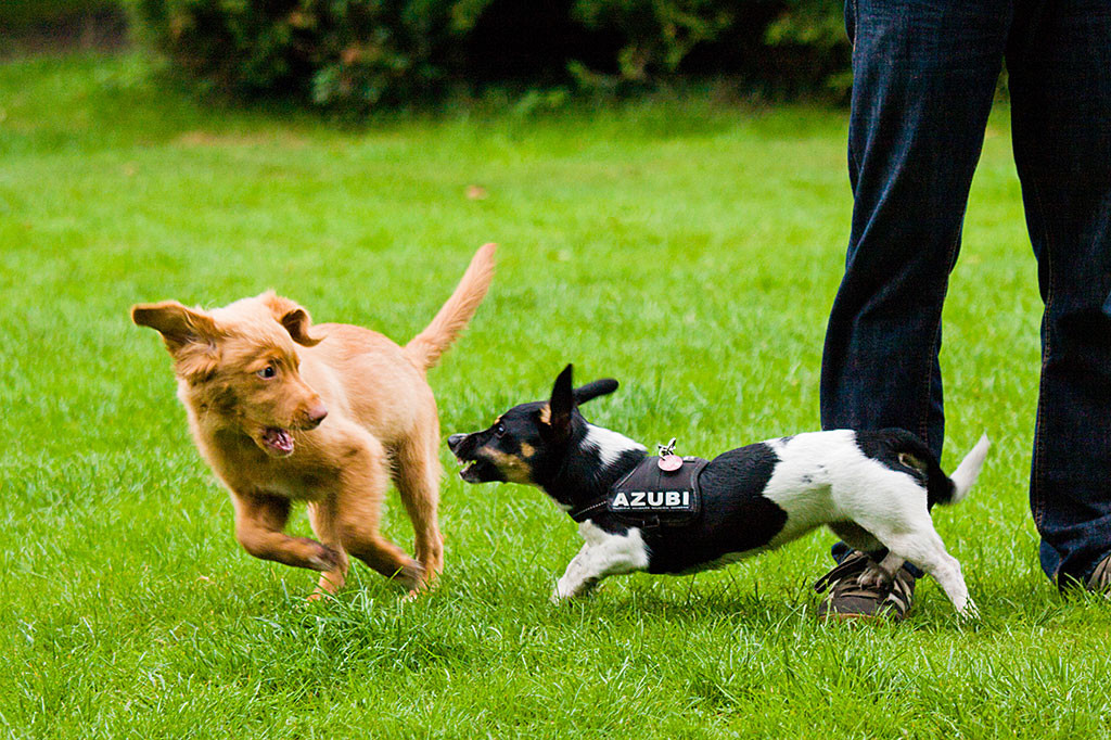 Edison hat es geschafft Luna zum Spielen zu animieren