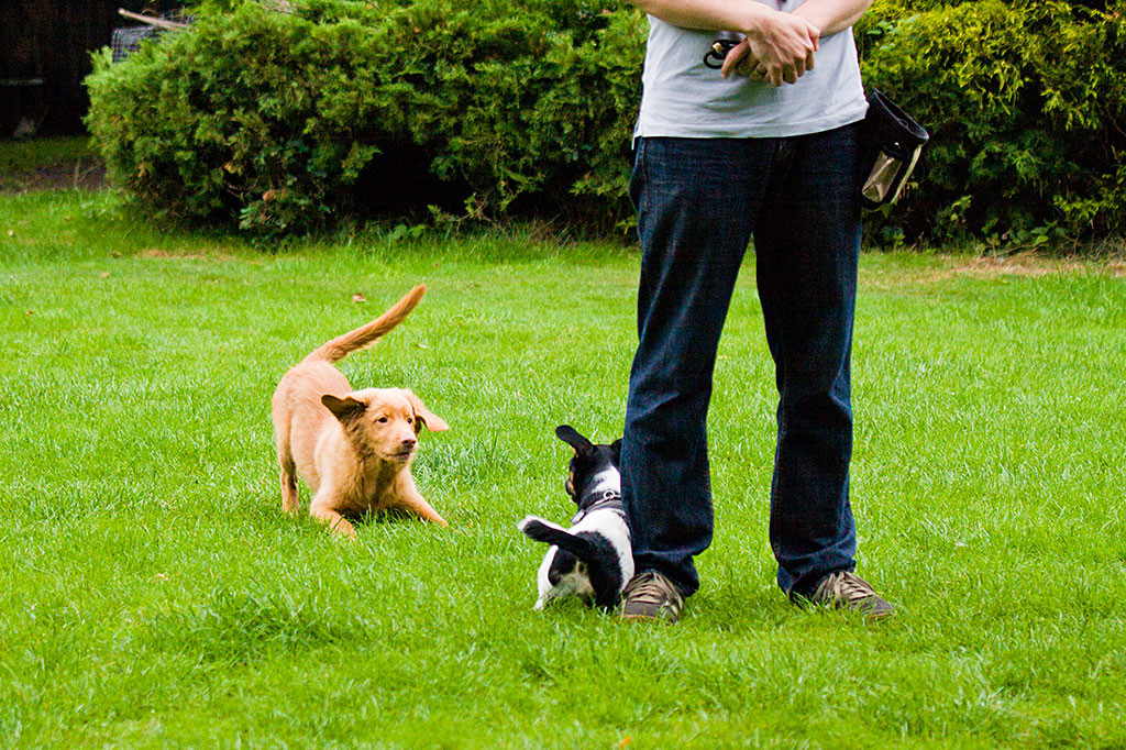 Edison fordert Luna zum Spielen auf