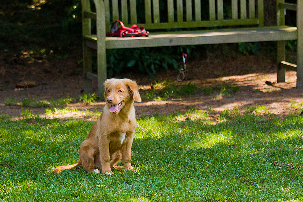 Edison sitzt und macht hechelnd eine Pause