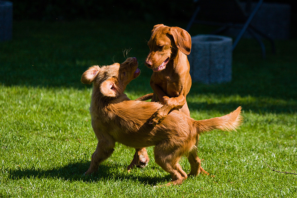 Lille stützt sich auf Edison auf