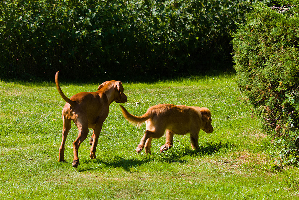 Lille folgt Edison auf Schritt und Tritt