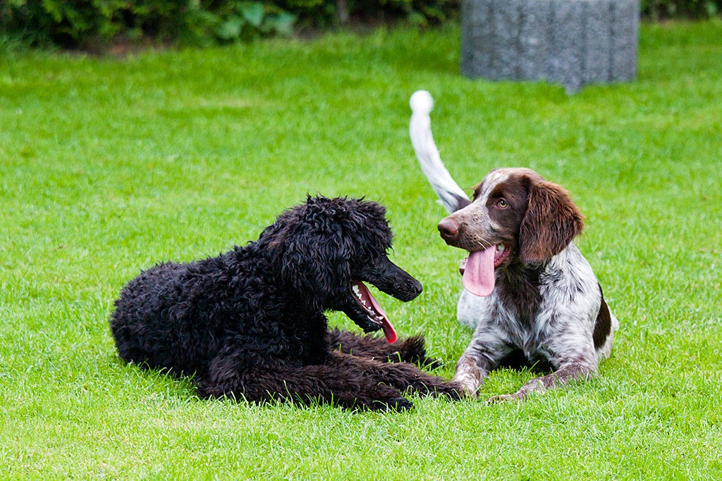 Junior und Elvis liegen auf der Wiese und lassen ihre Zungen aus dem Maul hängen