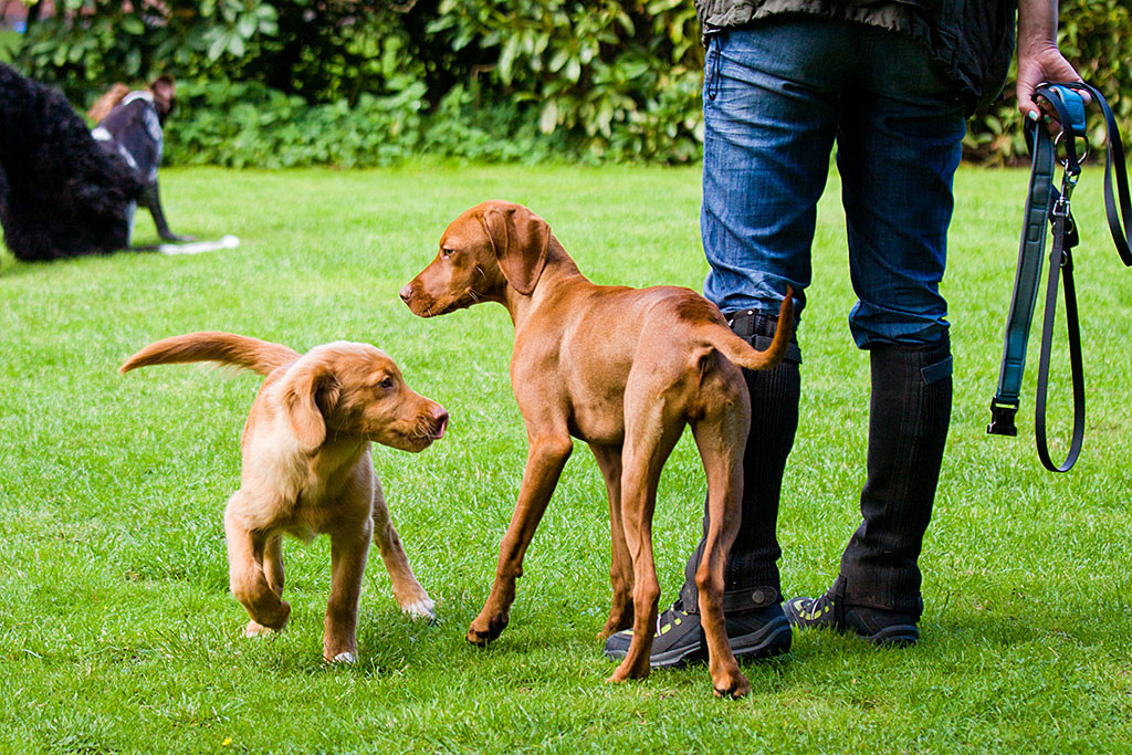 Edison leckt sich über die Nase während er Lille zum Toben auffordert