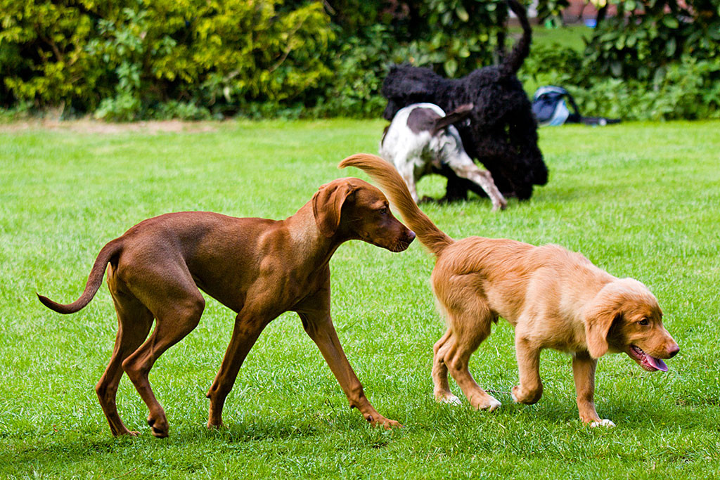 Edison wird von Lille verfolgt