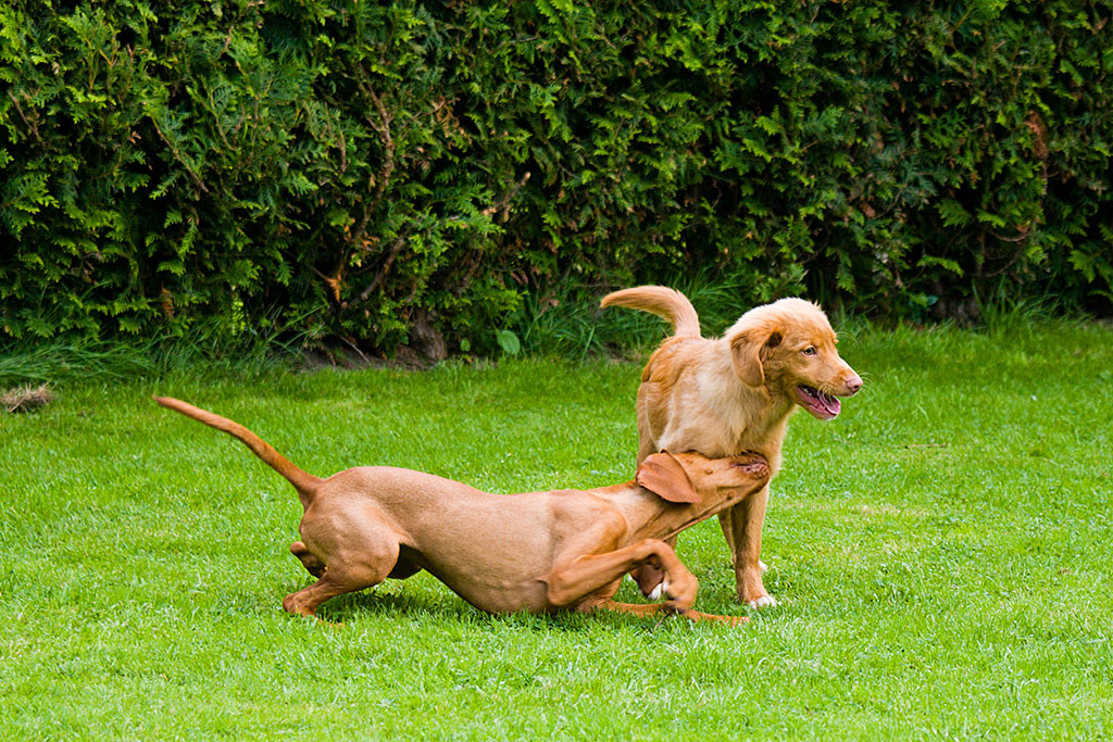 Edison wird von Lille zum Spielen aufgefordert