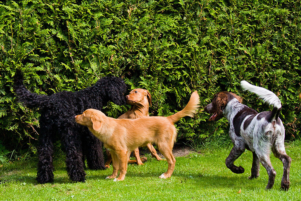 Edison schnüffelt an Junior