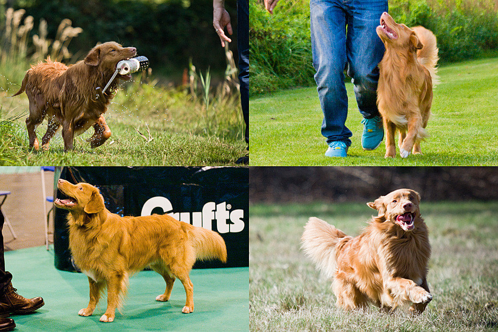 Edison bei der Wasserarbeit, bei der Unterordnung, auf der Crufts, beim Rumtollen