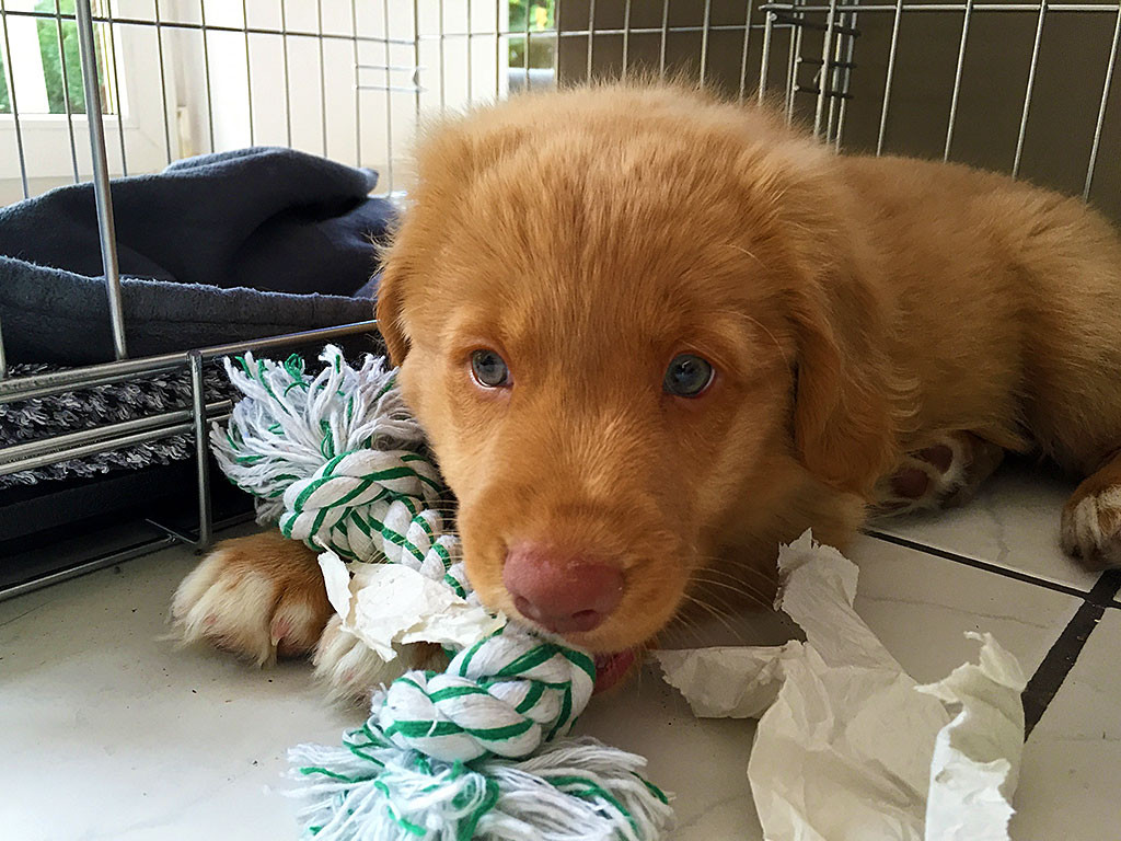 Edison vor einem zerfetztem Blatt Papier