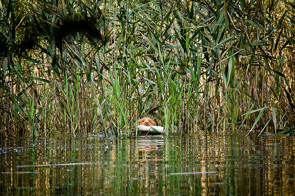 Edison schwimmt mit einem Dummy im Fang aus dem Schilf heraus