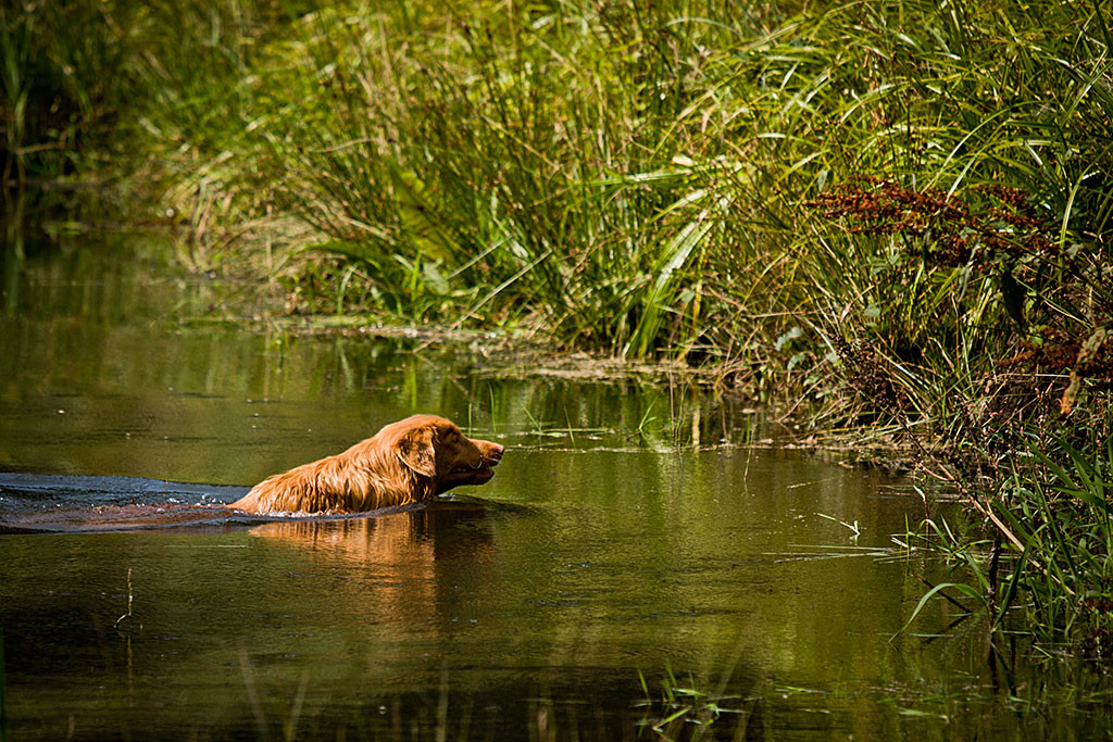 Edison durschwimmt den Teich