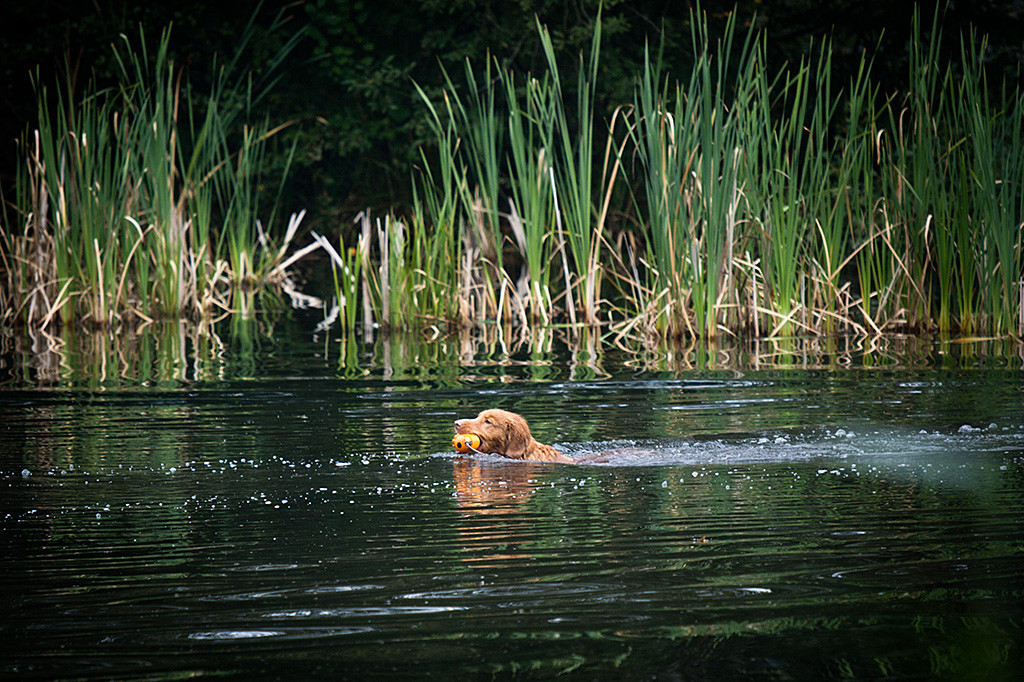 Edison schwimmt mit dem Dummy zurück zu Stephan, im Hintergrund sieht man Schilf