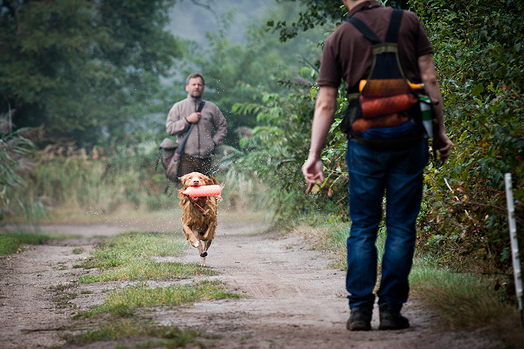 Edison, zum ersten Mal nass, läuft mit dem Wasserdummy zurück zu Stephan