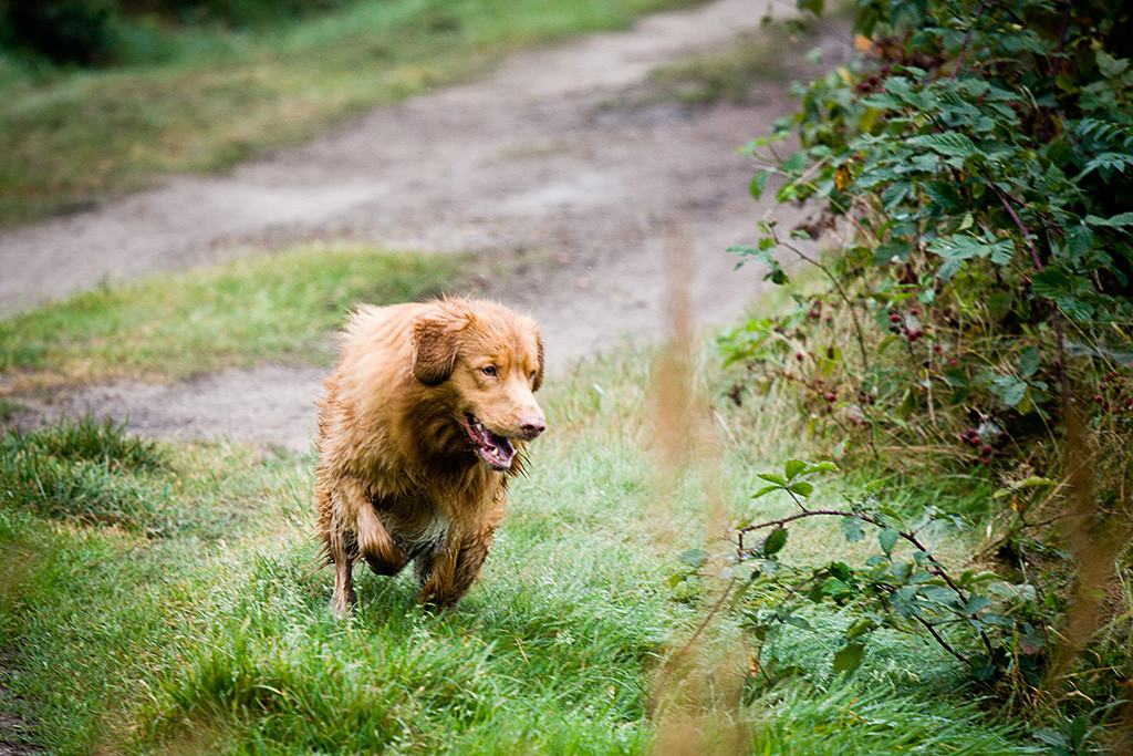 Edison biegt gerade vom Weg in den See ein