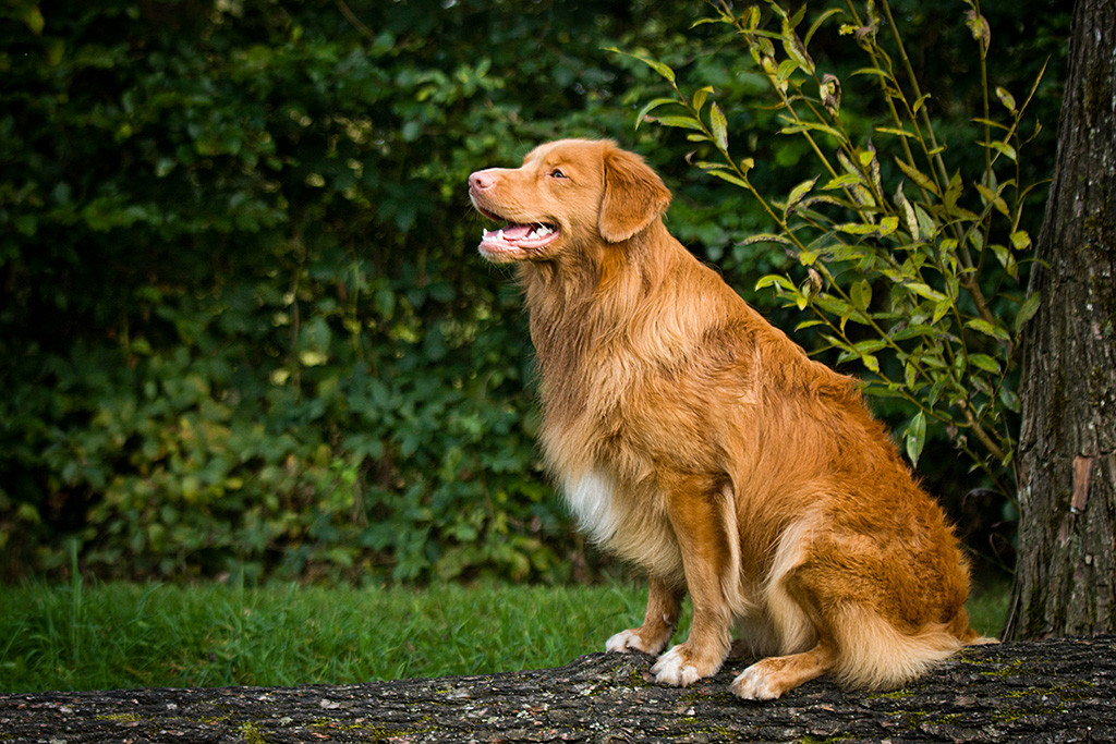 Edison sitzt auf einem umgekippten Baumstamm und lächelt