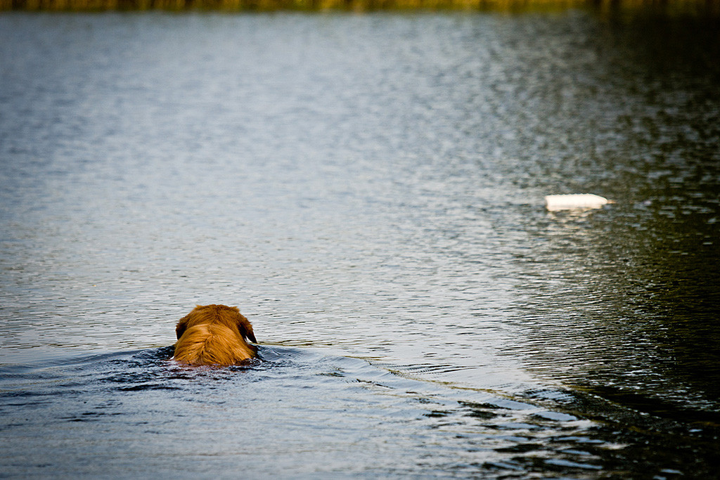 Edison auf dem Weg zum vor ihm schwimmenden Dummy