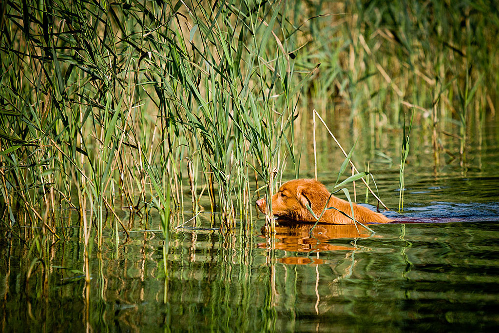 Edison schwimmt ins Schilf hinein, um einen Dummy zu suchen