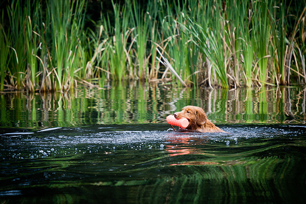 Edison hat sich den Wasserdummy geschnappt und schwimmt zurück, im Hintergrund sieht man Schilf