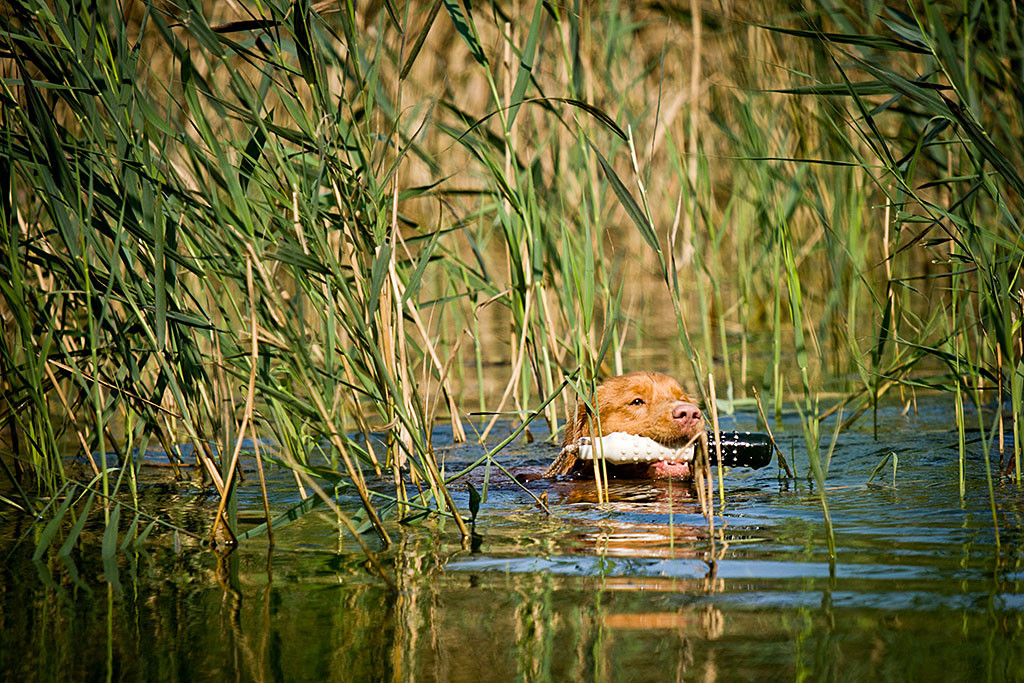 Edison schwimmt mit einem Dummy im Fang aus dem Schilf heraus
