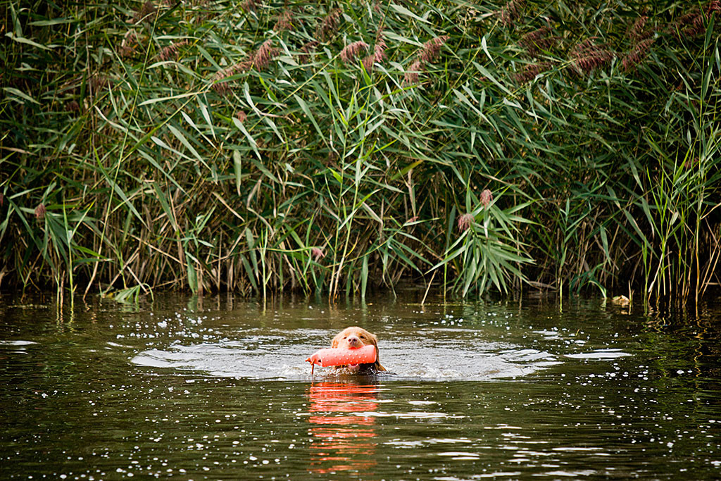 Edison schwimmt mit einem Dummy im Fang zurück aus dem Schilf gen Stephan