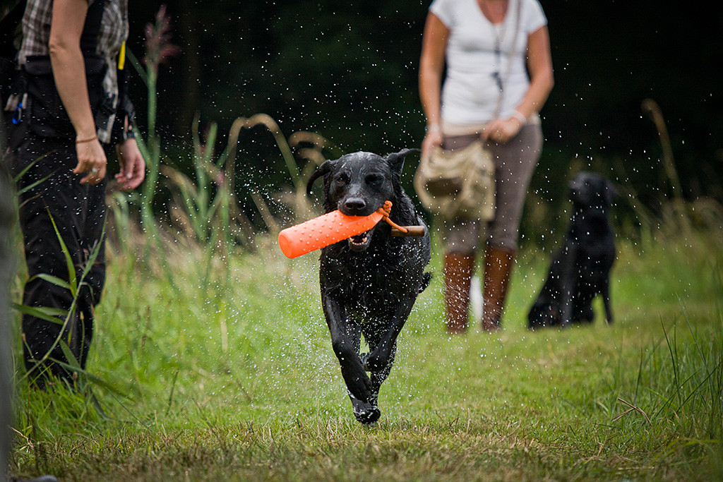 Enyo läuft klitschnass mit einem Dummy im Fang Richtung Thomas, im Hintergrund ist Eva mit Choice zu sehen, am Rand steht Anne