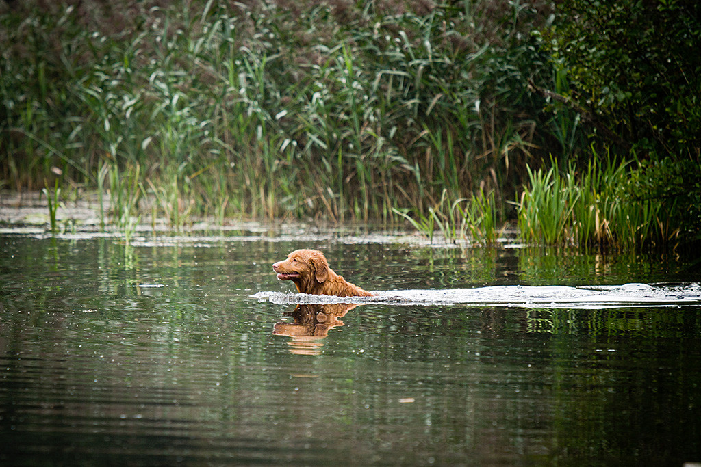 Edison schwimmt lächelnd im See
