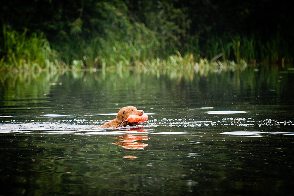 Edison schwimmt zurück mit einem Dummy im Fang