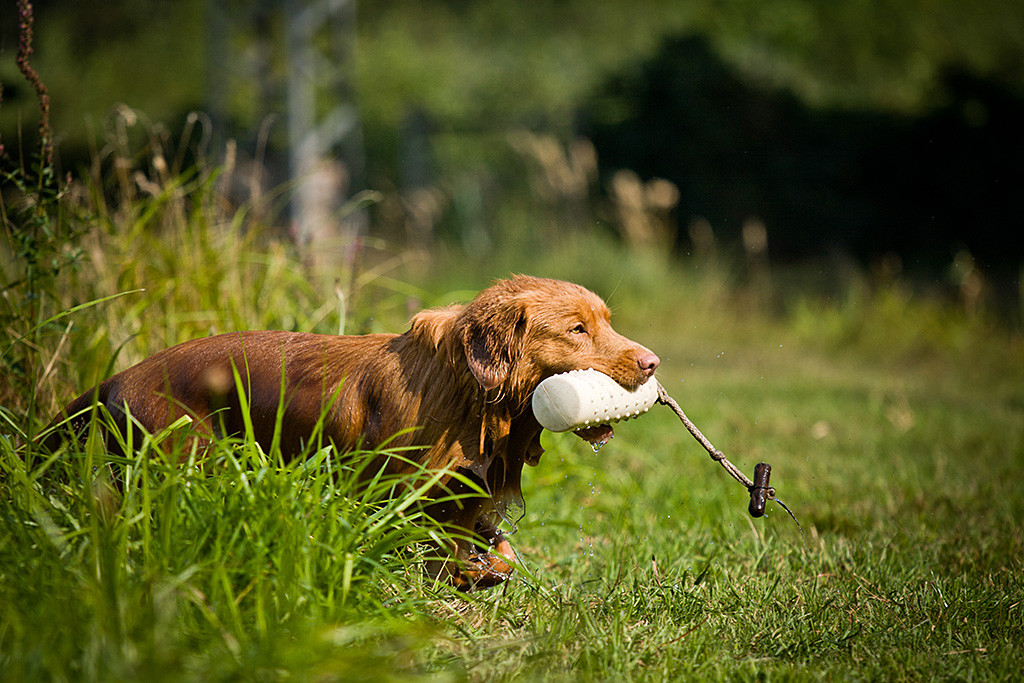 Edison kommt mit einem Dummy im Fang durch die Uferböschung