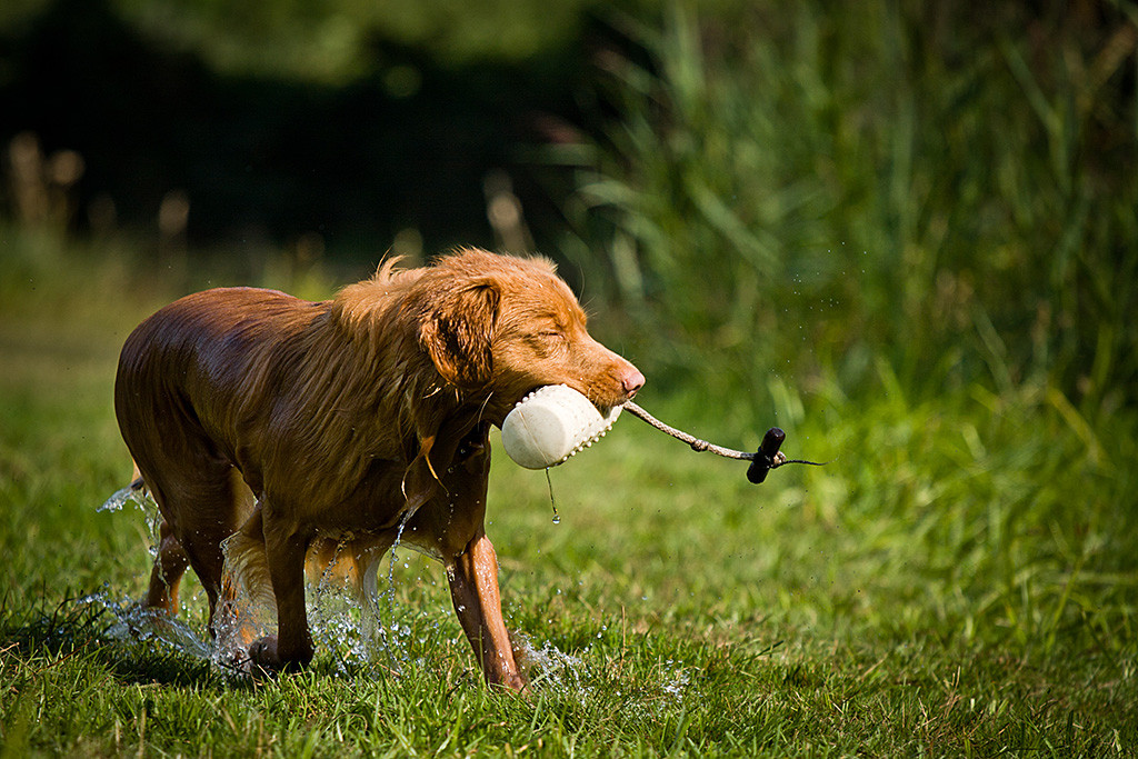 Edison hält den Dummy fest im Fang, das Wasser läuft in Strömen sein Fell herunter