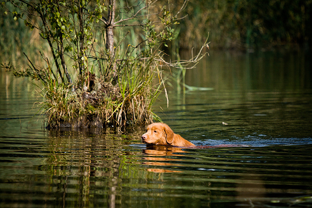 Edison schwimmt an einer kleinen Bauminsel vorbei Richtung Schilf