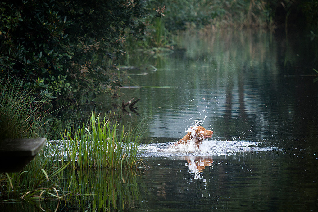 Edison springt mit einem großen Platscher in den See