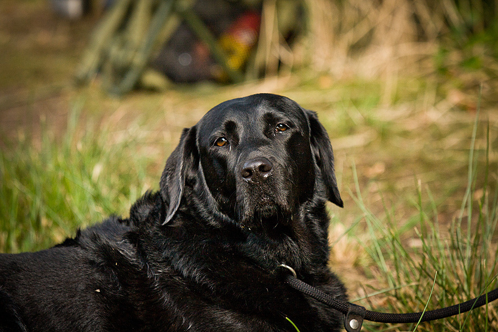 Elli schaut liegend ganz relaxt in die Kamera