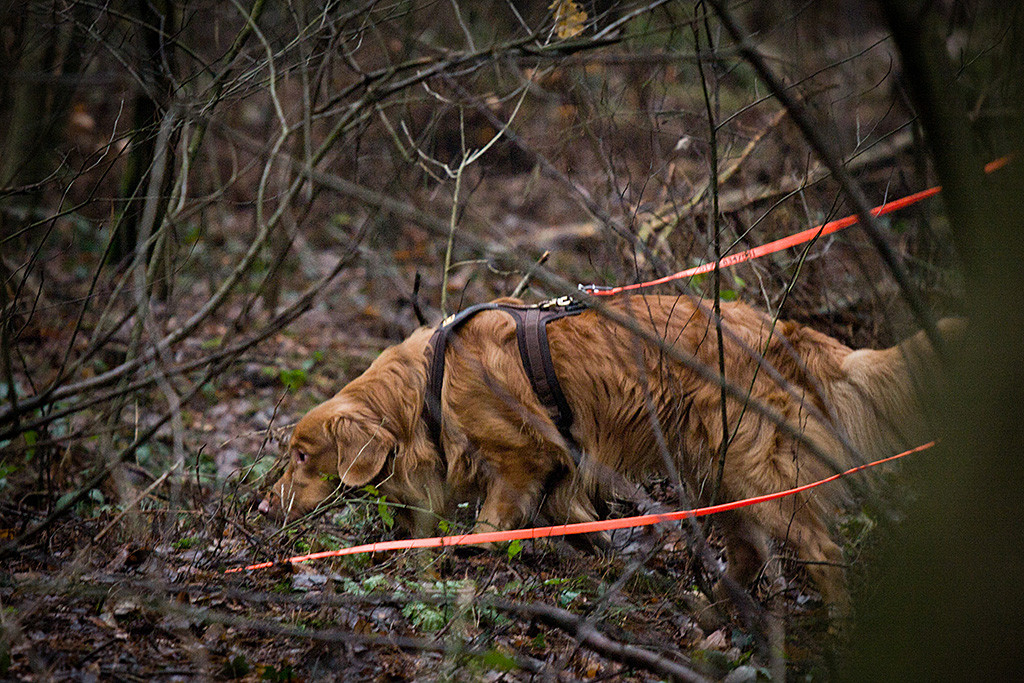 Edison schnüffelt sich entlang der Fährte durch den Wald