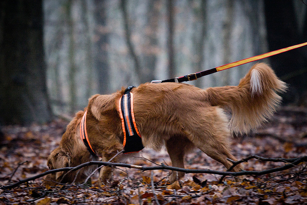 Silvan bei der Nasenarbeit