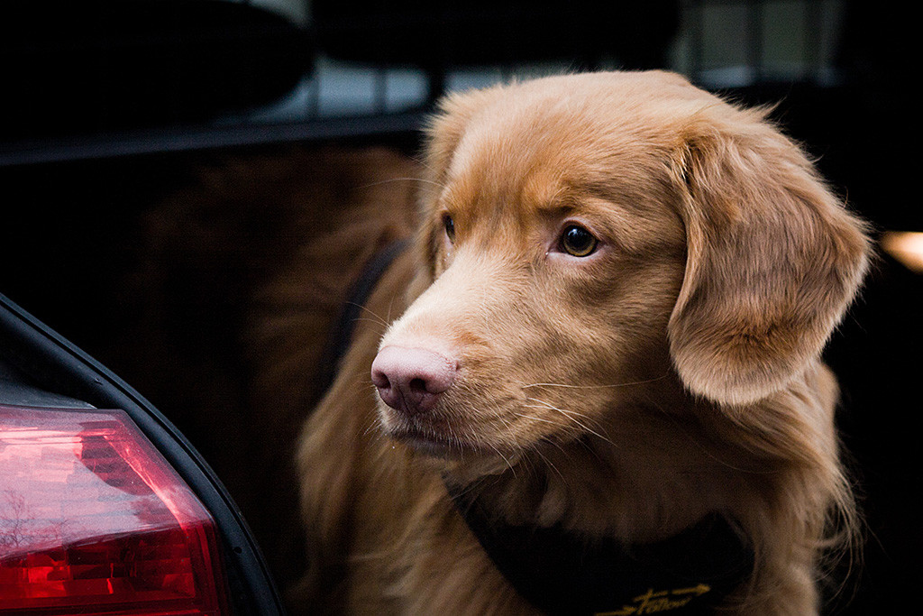 Edison hat soeben sein Zuggeschirr im Auto umgeschnallt bekommen