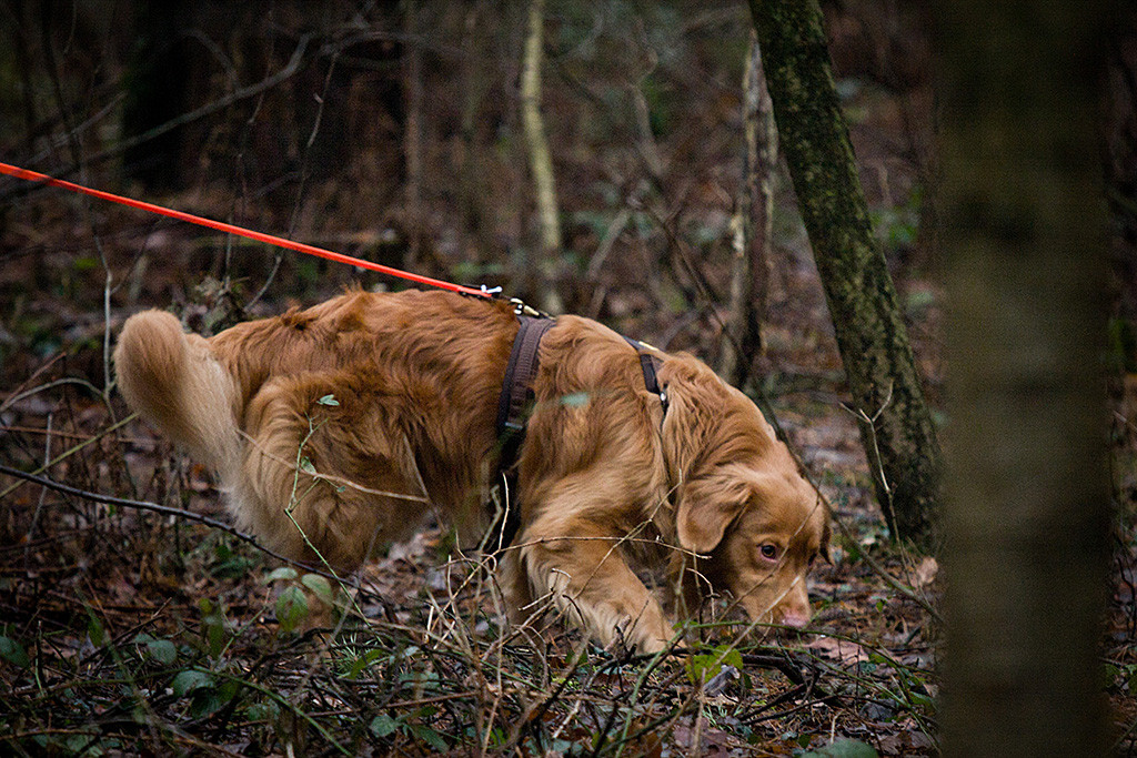 Edison auf seiner ersten Fährte mit der Nase am Boden