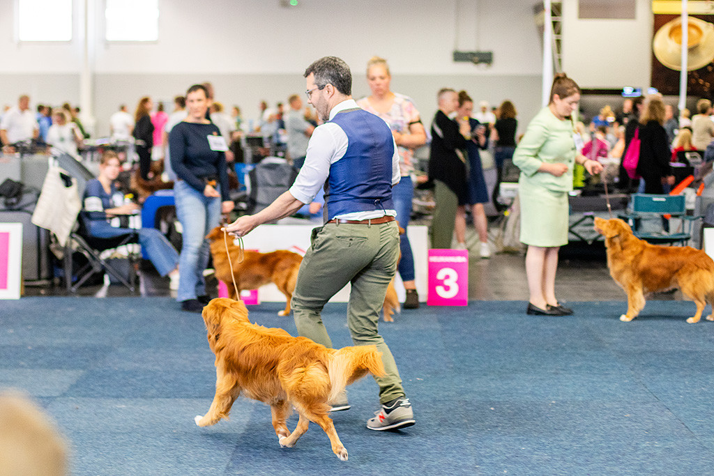 Newton läuft im perfekten Kreuzgang an Stephans Seite auf der Geraden