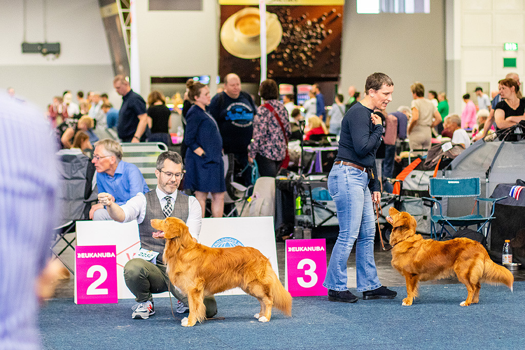Newton steht in Pose, Stephan kniet dahinter, daneben steht die Junghundhündin