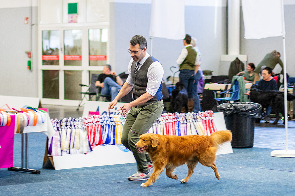 Edison läuft im perfekten Kreuzgang an Stephans Seite durch den Ring