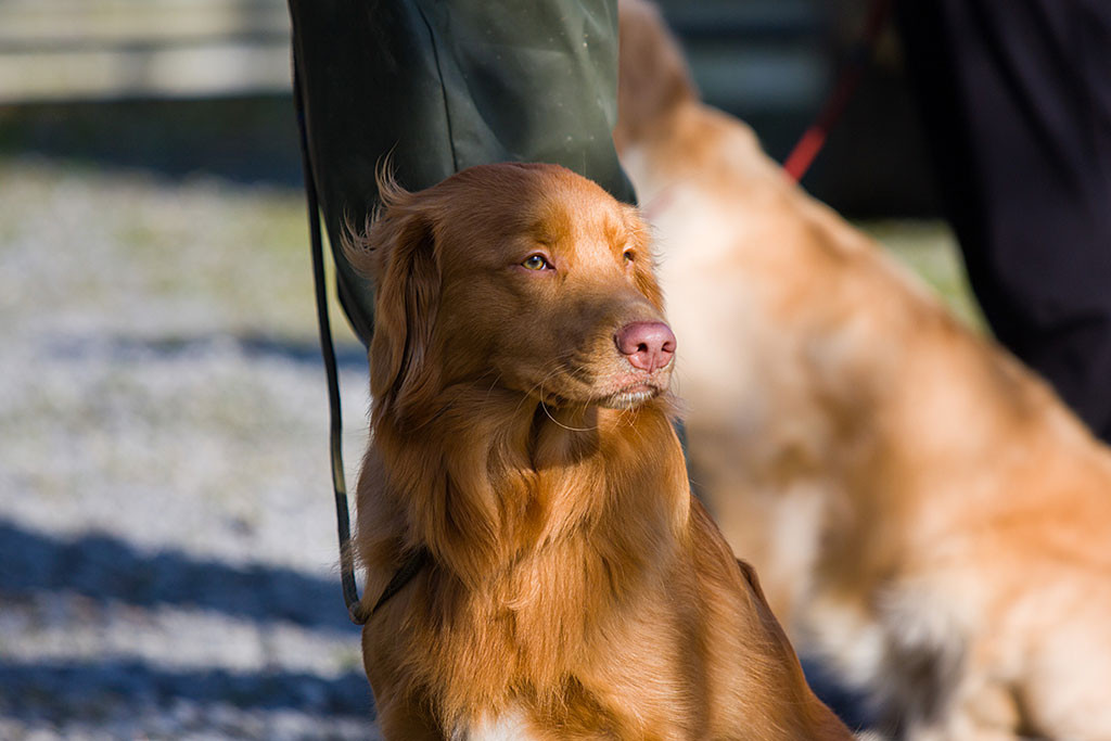 Edison sitzt ans Stephans Seite und dreht seinen Kopf tiefenentspannt nach links ins Licht