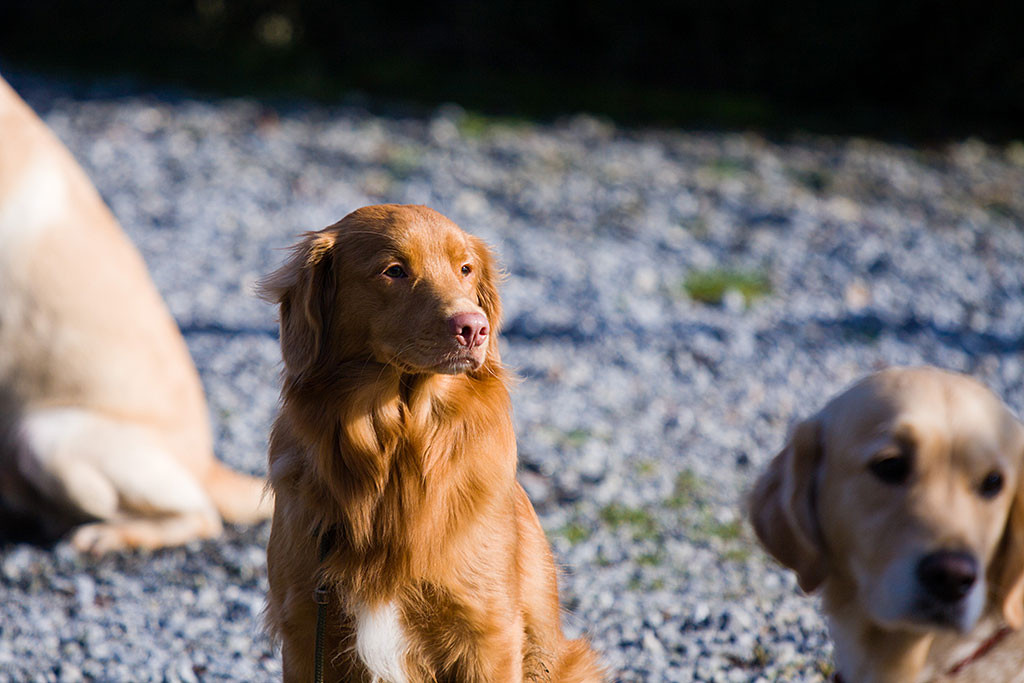 Edison wurde zusammen mit drei anderen Hunden abgesetzt