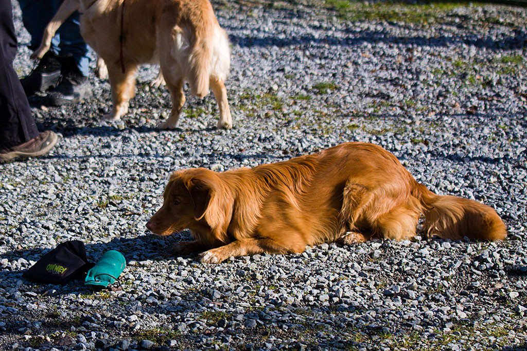 Neben dem Dummy wurde nun auch noch ein Leckerchenbeutel gelegt, zu dem Edison liegend einen langen Hals macht