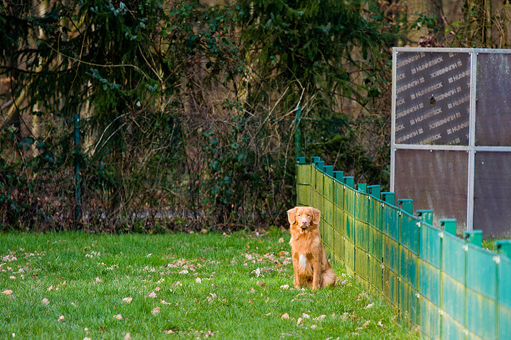 Edison wartet ganz tapfer am anderen Ende und schaut in Richtung Stephan