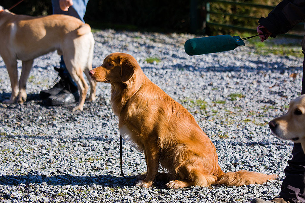 Edison schaut ganz gebannt nach vorn zu Stephan während Nicole mit dem Dummy wedelnd an den Hunden vorbeigeht