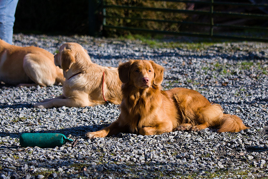 Nicole hat 20cm vor Edison einen Dummy hingelegt, der ihn jedoch meidet