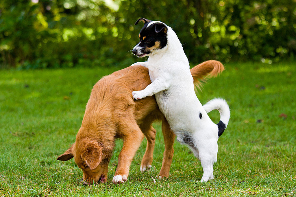 Oreo stellt sich auf den im Stehen kauenden Edison