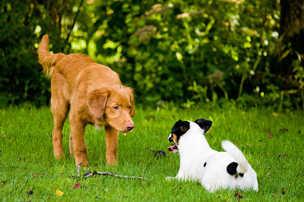 Edison visiert stehend den liegenden Oreo an