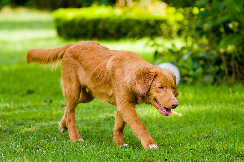 Edison läuft im Garten