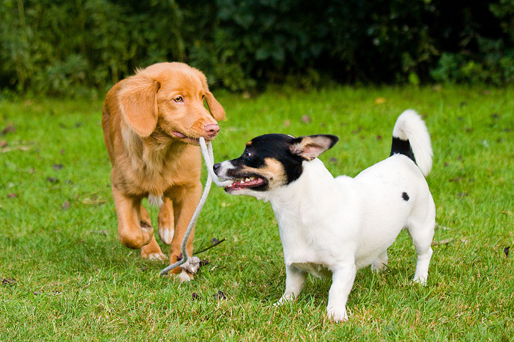 Edison und Oreo mit dem gleichen Seil im Maul